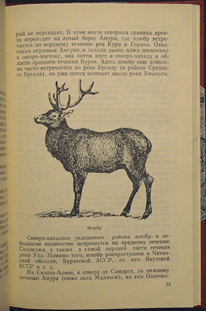 Абрамов К.Г. Копытные звери Дальнего Востока и охота на них.