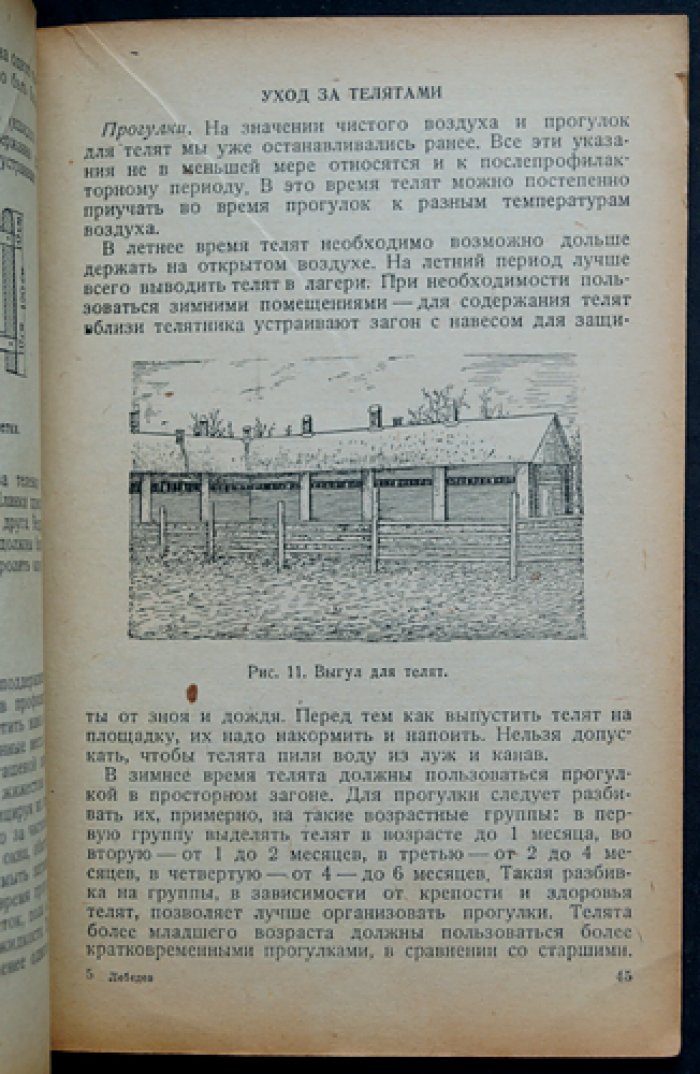 Лебедев И. А. Выращивание молодняка молочного скота.