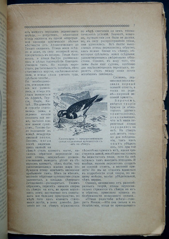 Анфилов В.К. Перелеты птиц.