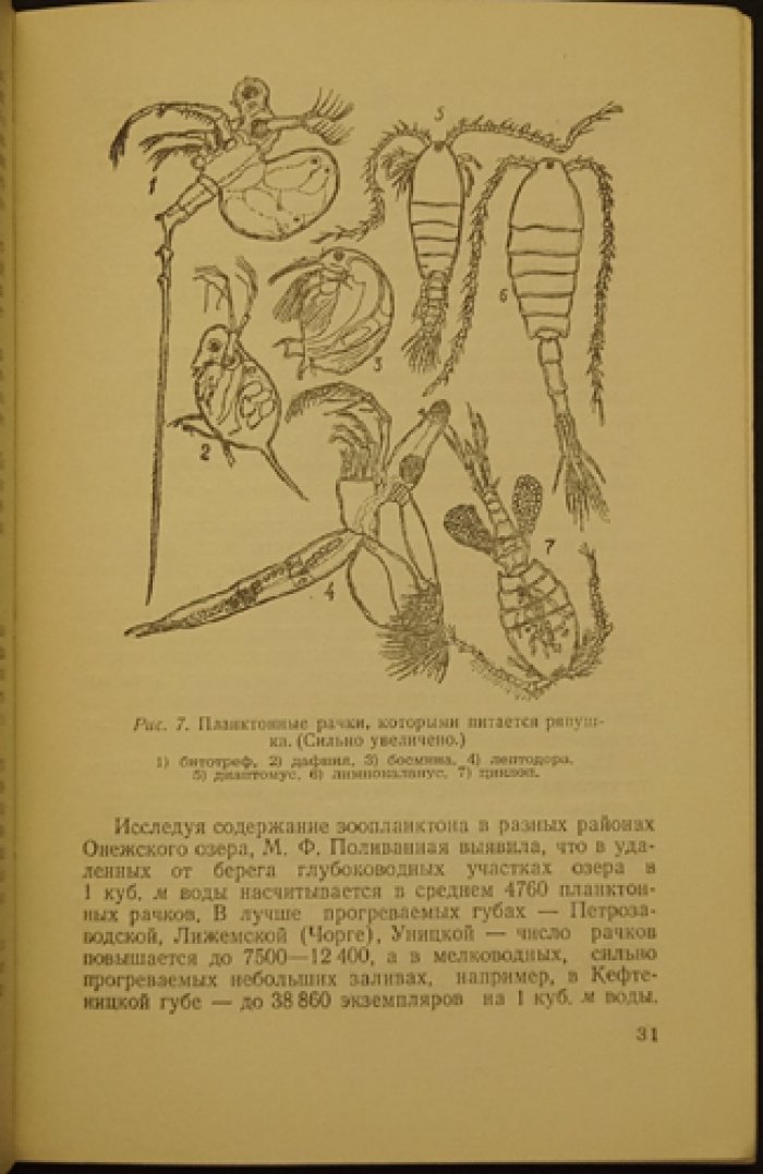 Покровский В.В. Ряпушка озер Карело-финской ССР.