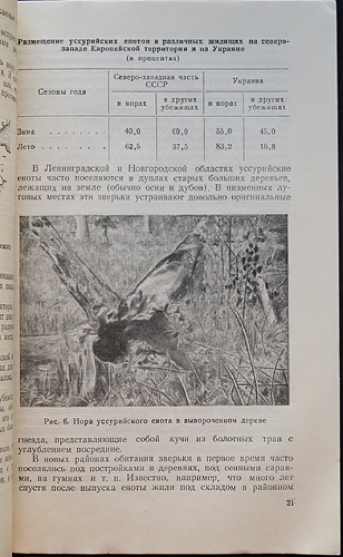 Морозов В.Ф. Уссурийский енот.