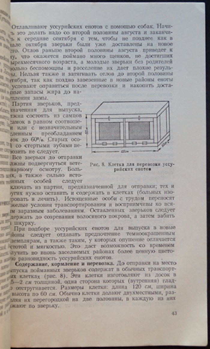 Морозов В.Ф. Уссурийский енот.