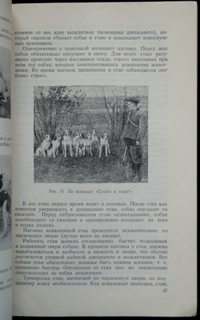 Соколов А.А. Волк.