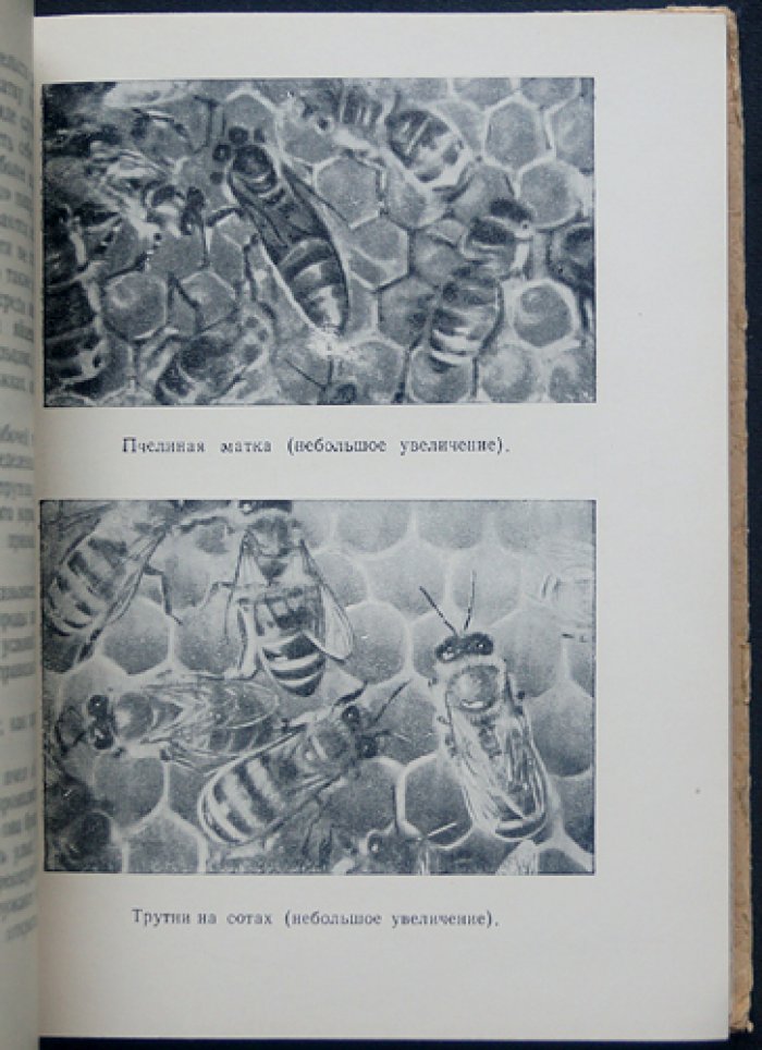 Халифман И.А. Пчелы.