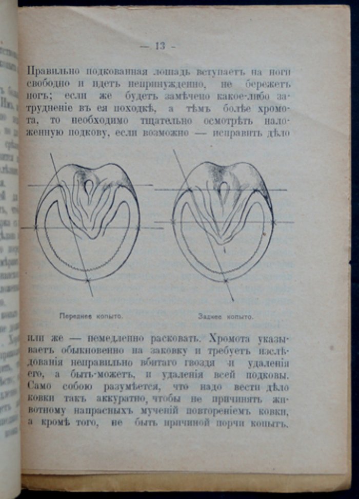 Попов И.П. Проф. Об уходе за копытами лошади.