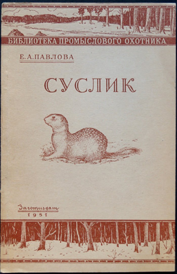 Павлова Е. А. Суслик.