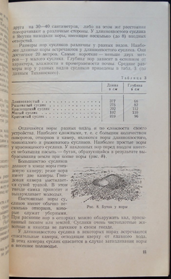 Павлова Е. А. Суслик.