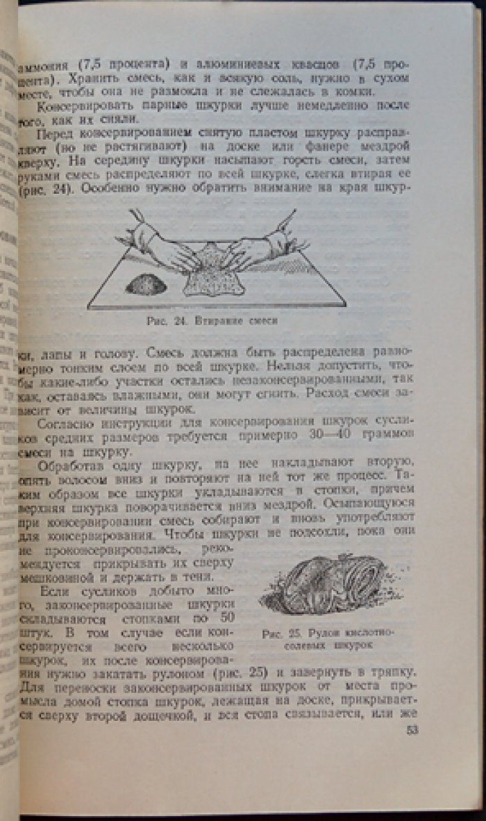 Павлова Е. А. Суслик.