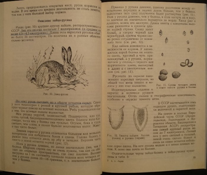 Ларин С.А. Зайцы.