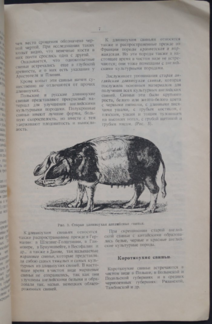 Иванов М.Ф. Породы свиней.
