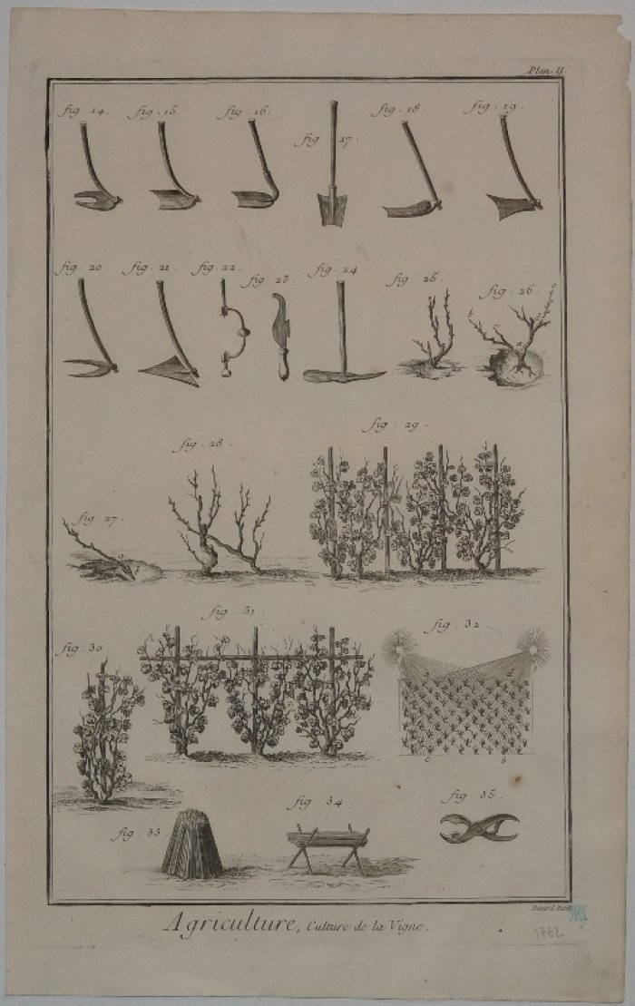 Сельское хозяйство: Виноградарство / Agriculture. Culture de la Vigne