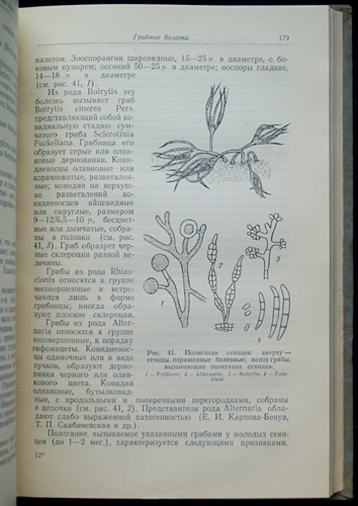 Ванин С.И. Лесная фитопатология.