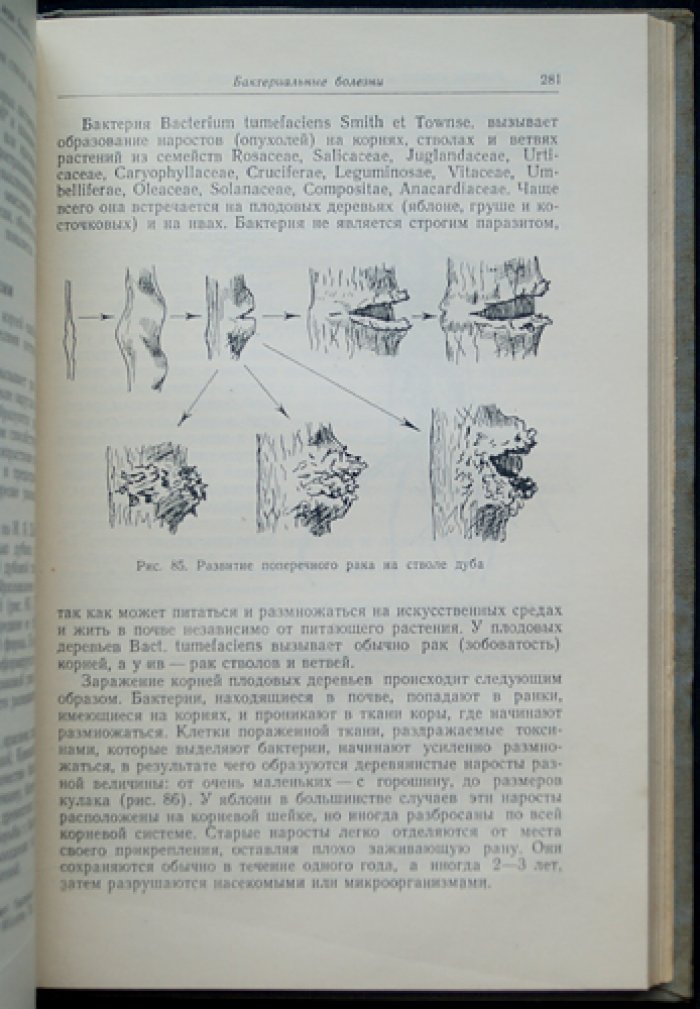 Ванин С.И. Лесная фитопатология.