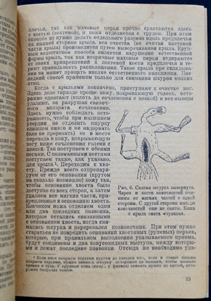 Мальцев В. В. Как самому снять, набить и сохранить шкурку птицы
