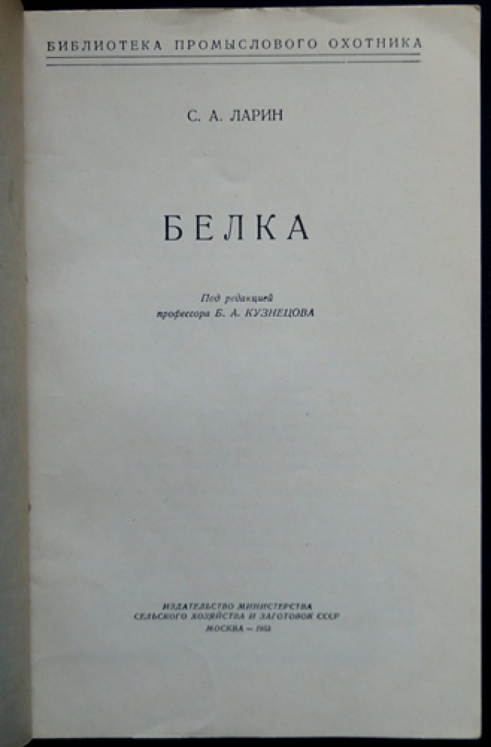Ларин С.А. Белка.