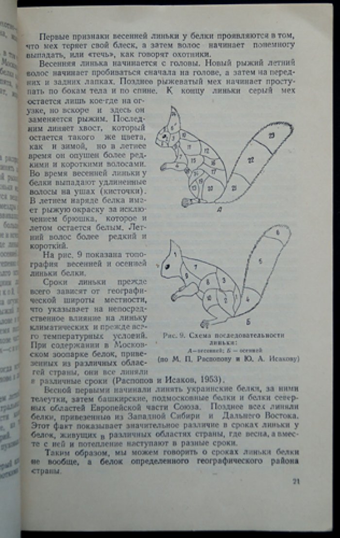 Ларин С.А. Белка.