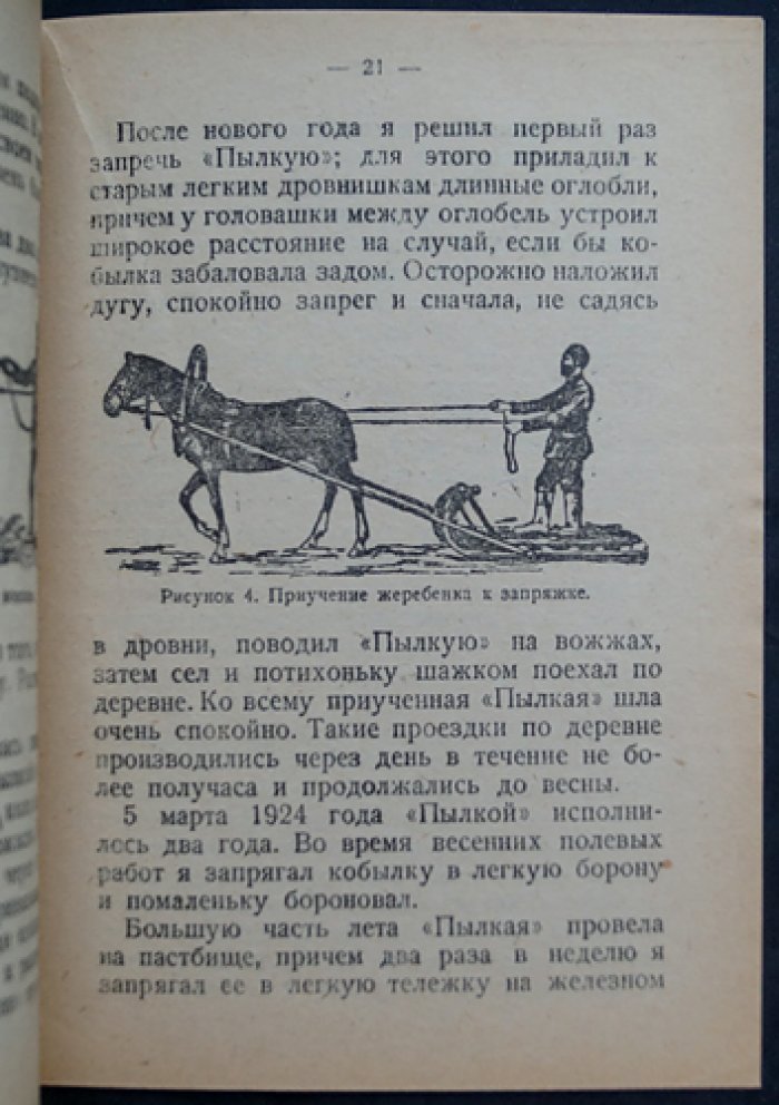 Непокойчицкий Г. Воспитание жеребенка.