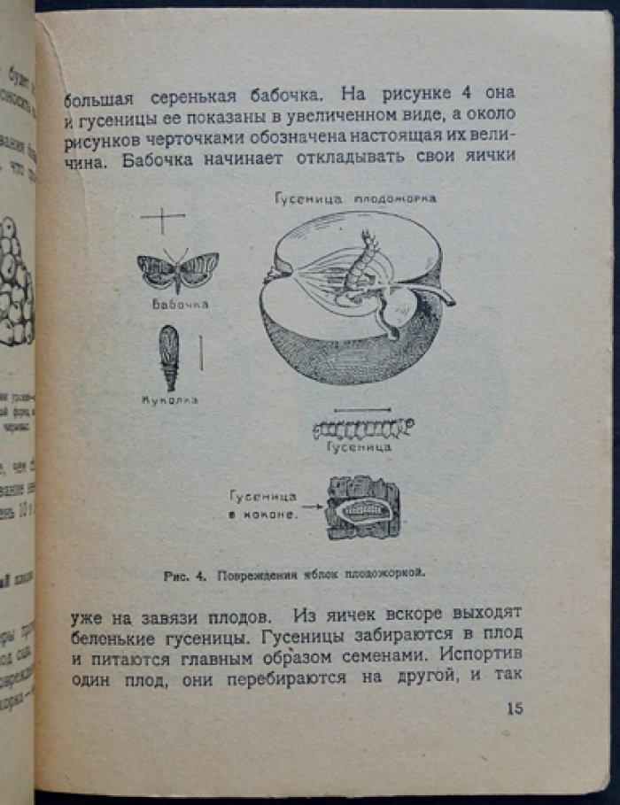Вишневский П. К. Сбор и подготовка плодов для продажи.