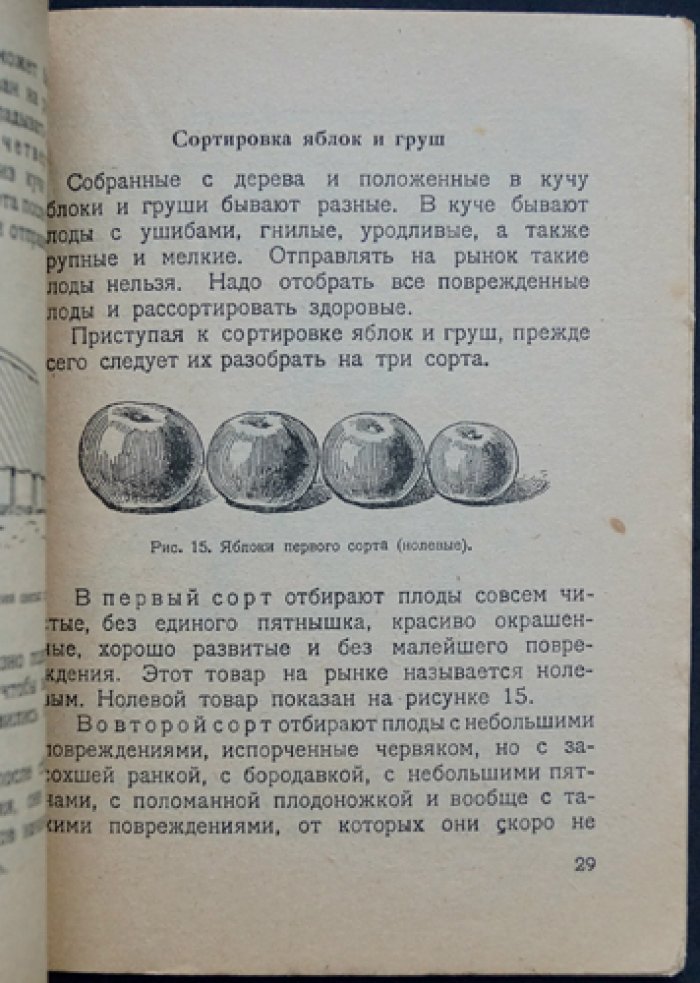 Вишневский П. К. Сбор и подготовка плодов для продажи.
