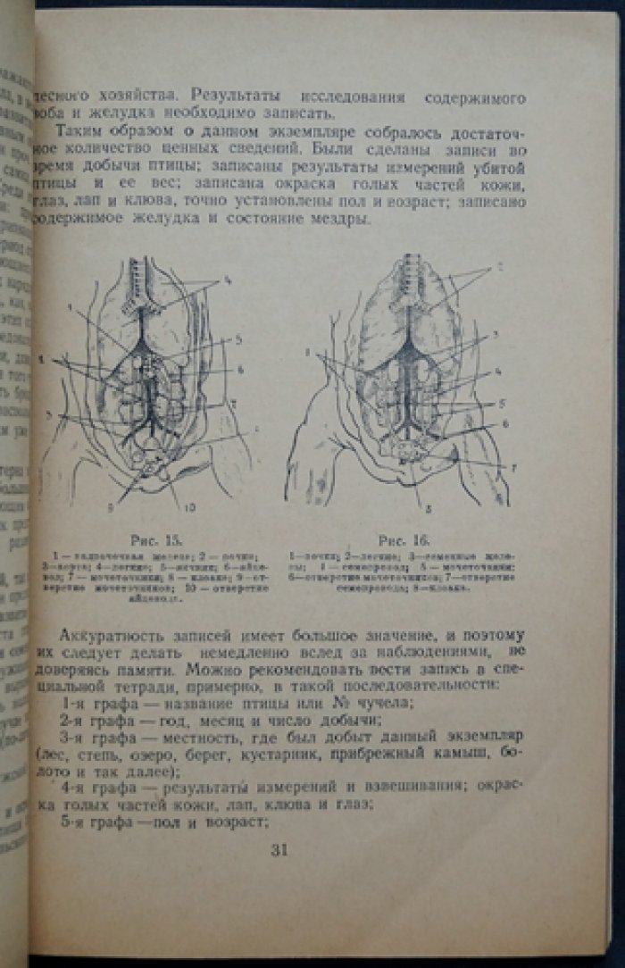 Тупиченко И. А. Набивка чучел птиц.