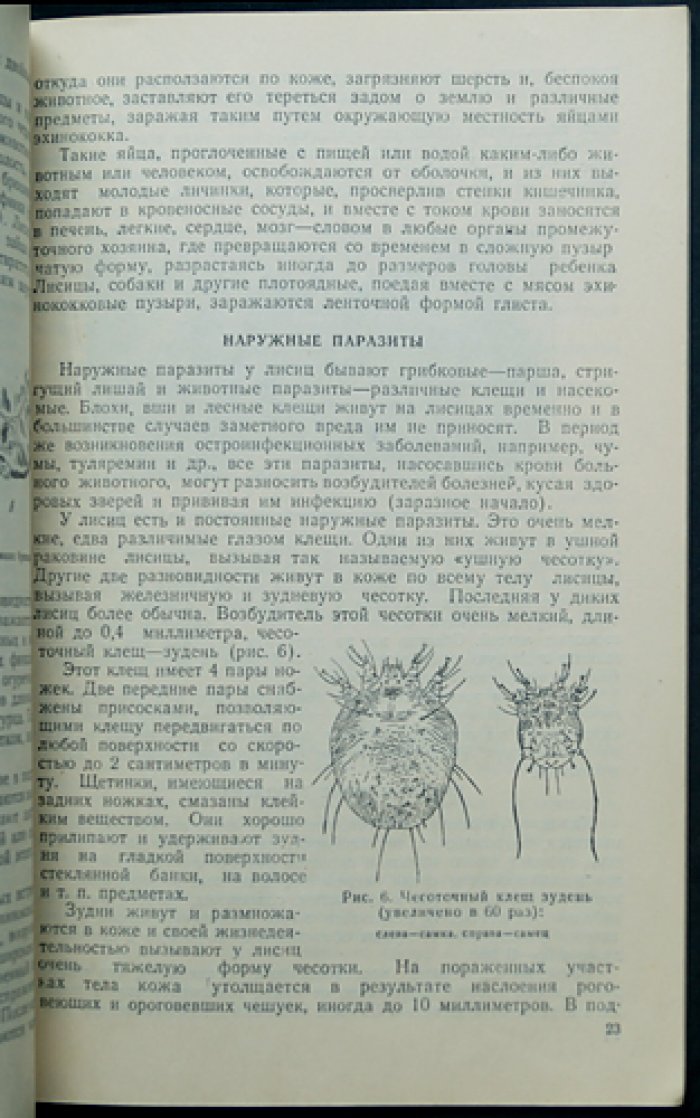 Герасимов Ю.А. Лисица.