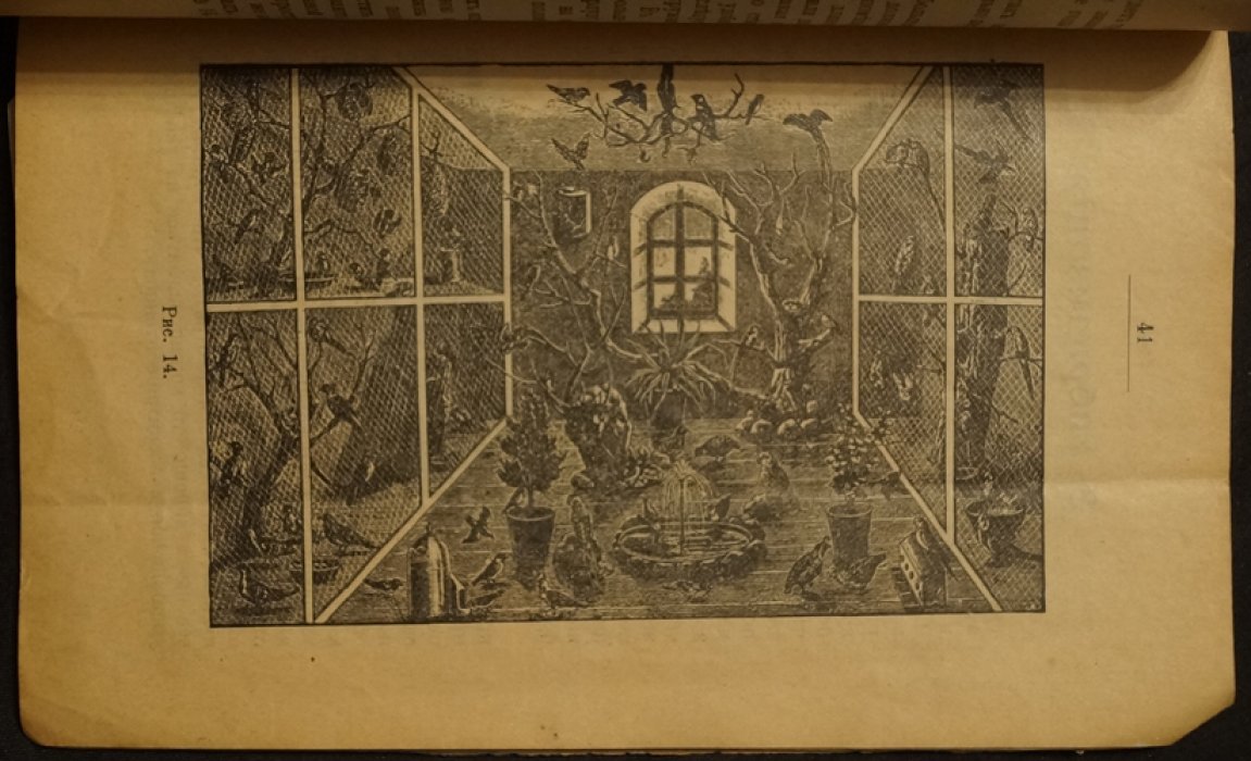 Канарейка: её пение, разведение и уход (издание 1912, с рисунками)