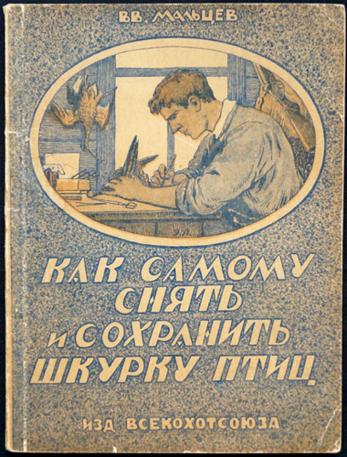 Как самому снять, набить и сохранить шкурку птицы (практическое руководство по сбору для научных целей)
