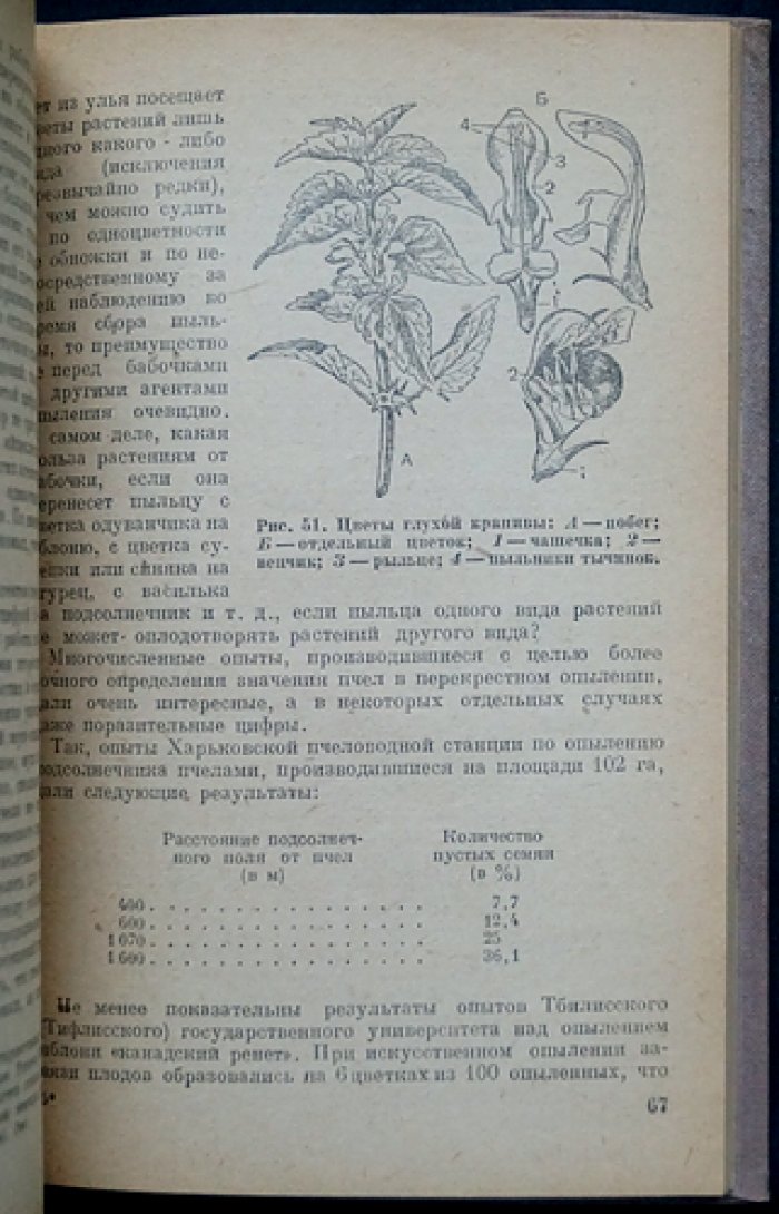 Жизнь пчелиной семьи: биология, строение, питание и годичный цикл