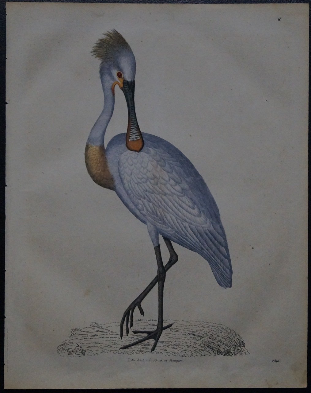 Литография «Цапля» (оригинальная акварельная раскраска), Штутгарт, 1843