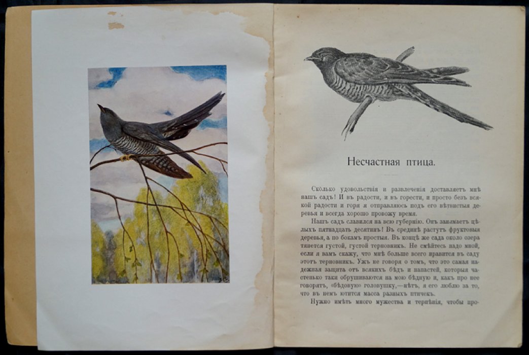 Чеглок. Родная природа: «Несчастная птица»