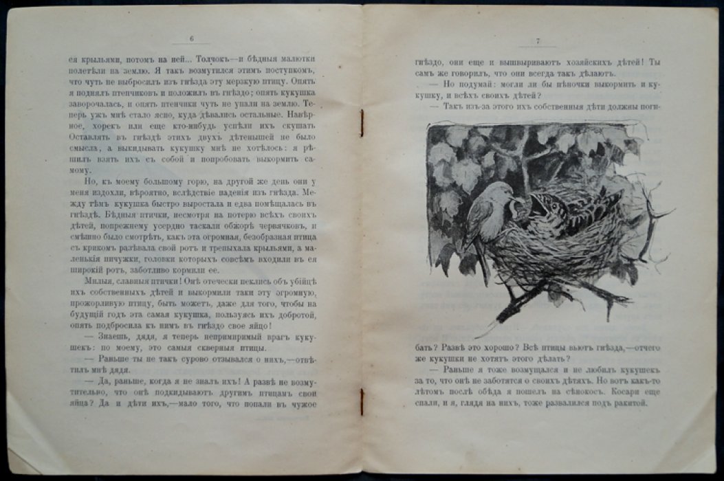 Чеглок. Родная природа: «Несчастная птица»