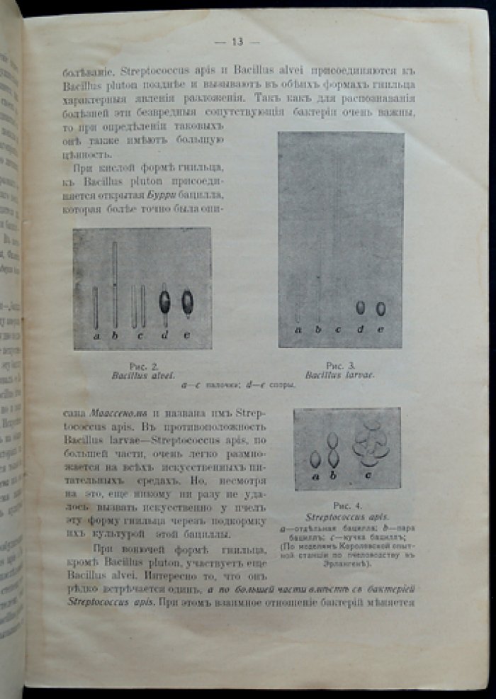Профессор Цандер и гнилец: распознавание, причины и меры борьбы с инфекцией печатного расплода