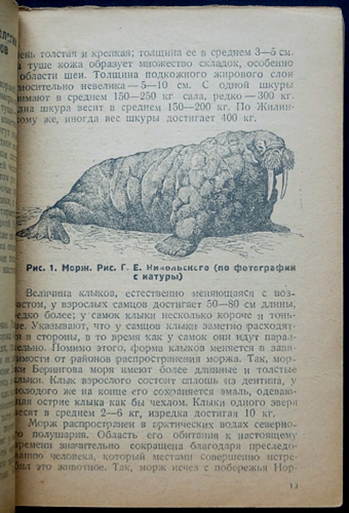 Тюлени СССР: сырьевая база морского зверобойного промысла (классификация и биология ластоногих)