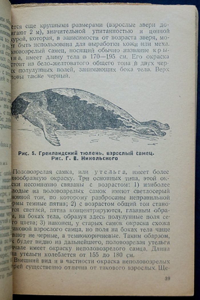 Тюлени СССР: сырьевая база морского зверобойного промысла (классификация и биология ластоногих)