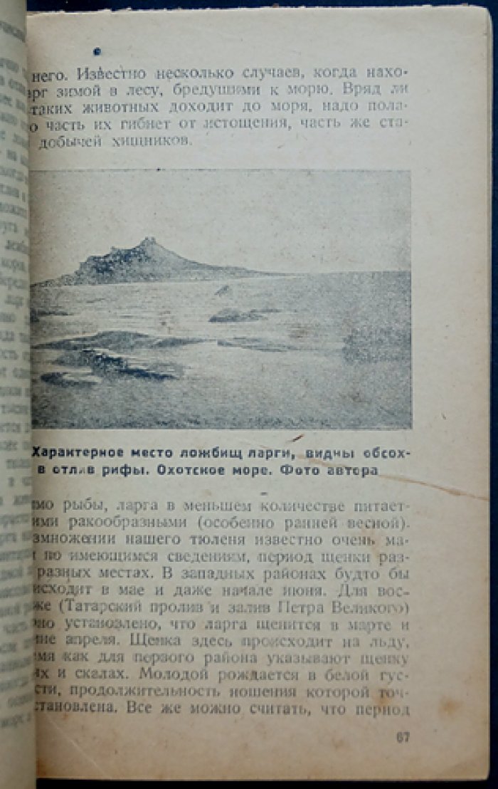 Тюлени СССР: сырьевая база морского зверобойного промысла (классификация и биология ластоногих)