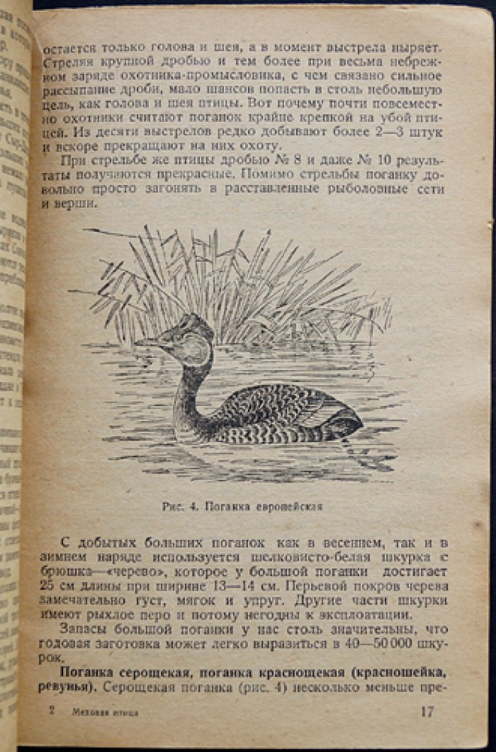 Меховая птица (орнитология). Гагаровые и чистиковые птицы, гусиные и утиные группы