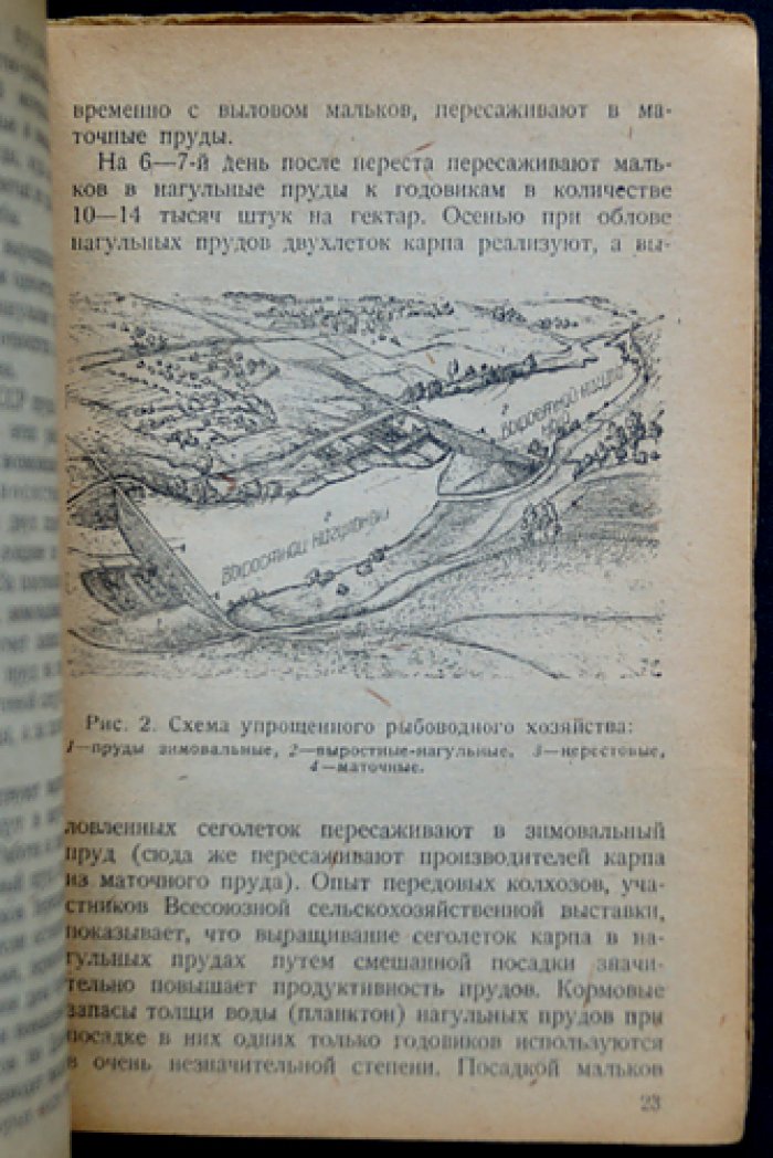 Разведение рыбы и водоплавающей птицы: практическое руководство по организации культурного рыбного хозяйства в колхозах