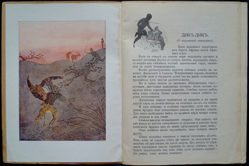 Чеглок. Звери Центральной и Южной Африки: Дик-Дик — рассказы о природе с иллюстрациями В.А. Ватагина