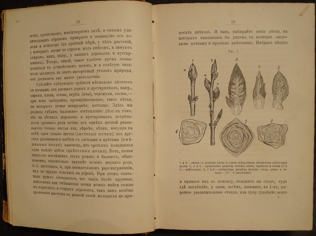 Кайгородов. Популярные очерки из мира растений (иллюстрированное издание, 1888)