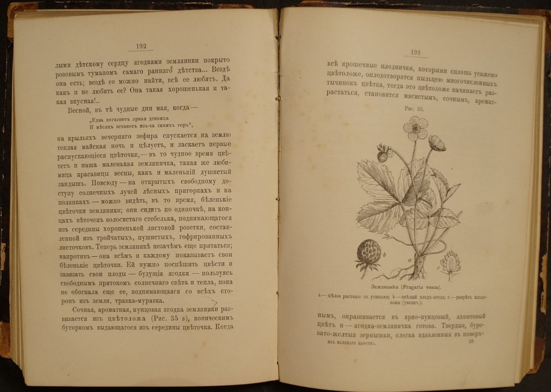 Кайгородов. Популярные очерки из мира растений (иллюстрированное издание, 1888)