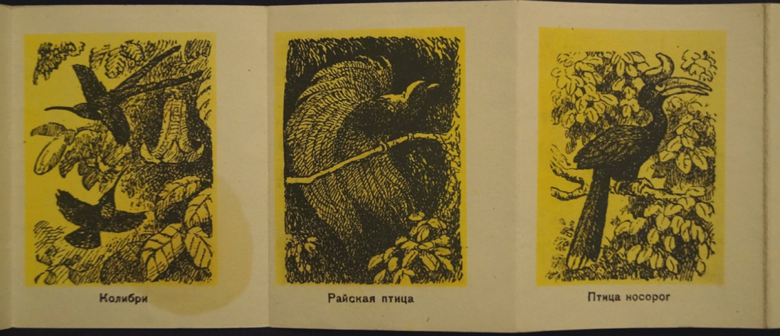 Птицы жарких стран: раскладная книжка с иллюстрациями В. Ватагина