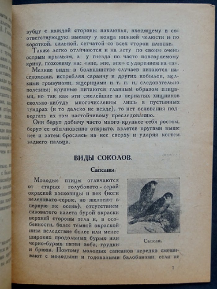 Хищные птицы и борьба с ними: краткое руководство для охотников (с разбором пользы и вреда пернатых хищников)