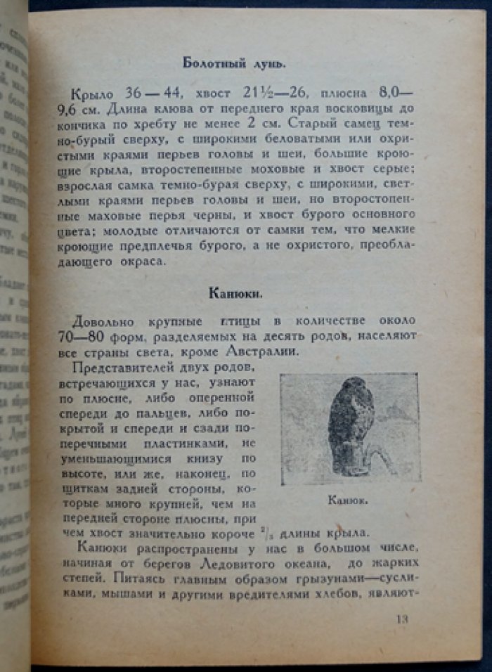 Хищные птицы и борьба с ними: краткое руководство для охотников (с разбором пользы и вреда пернатых хищников)