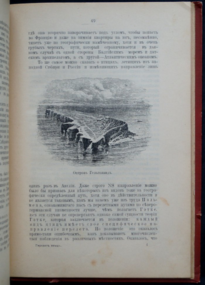 Перелёт птиц: причины и эволюция инстинкта миграции