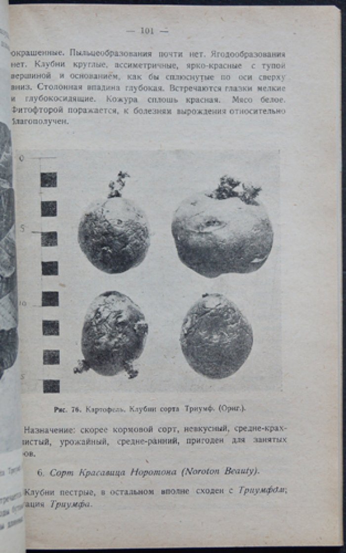 Веселовский. Картофель: селекция, сорта, выращивание и использование (с иллюстрациями)