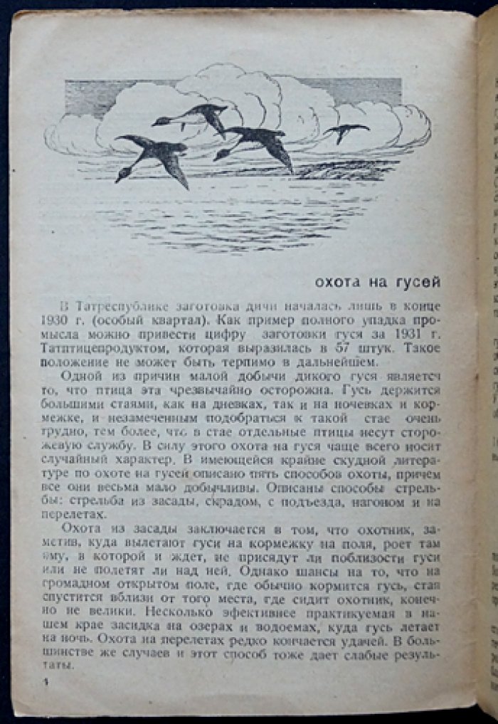 Охота на гусей на профиля и «манного» гуся: весенняя охота по стадности и выбору мест
