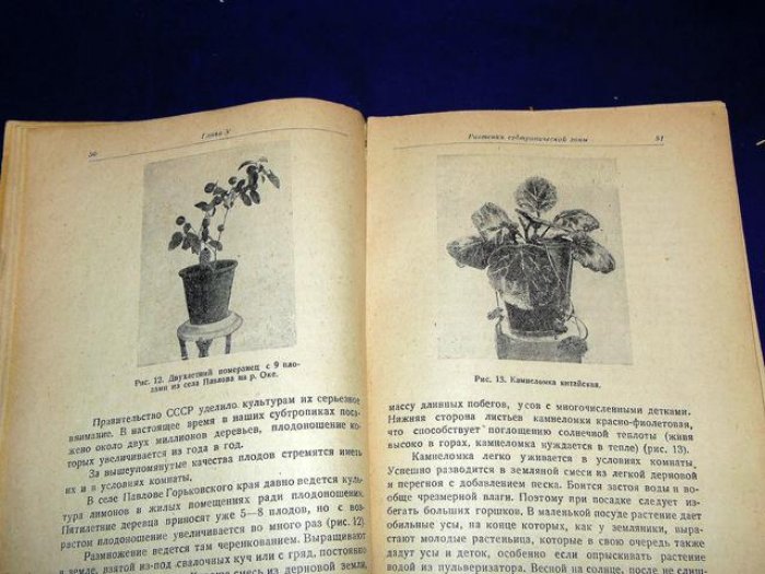 Винтер Н., Каминский Н. Растения для уголков живой природы.