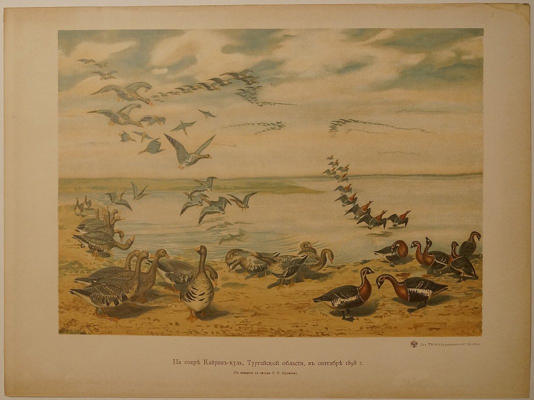 На озере Кайран-кун, Тургайской области, в сентябре 1898 г. (по акварели П. П. Сушкина). Гуси России. Иллюстрация