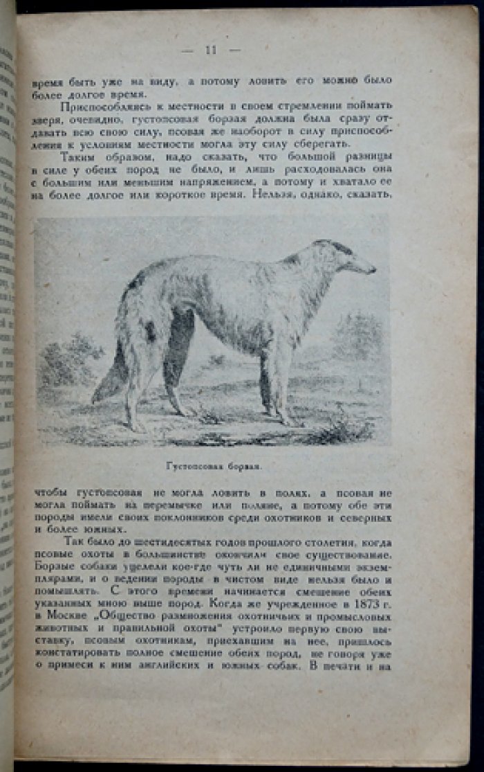 Русская псовая борзая: воспитание и охота с ней