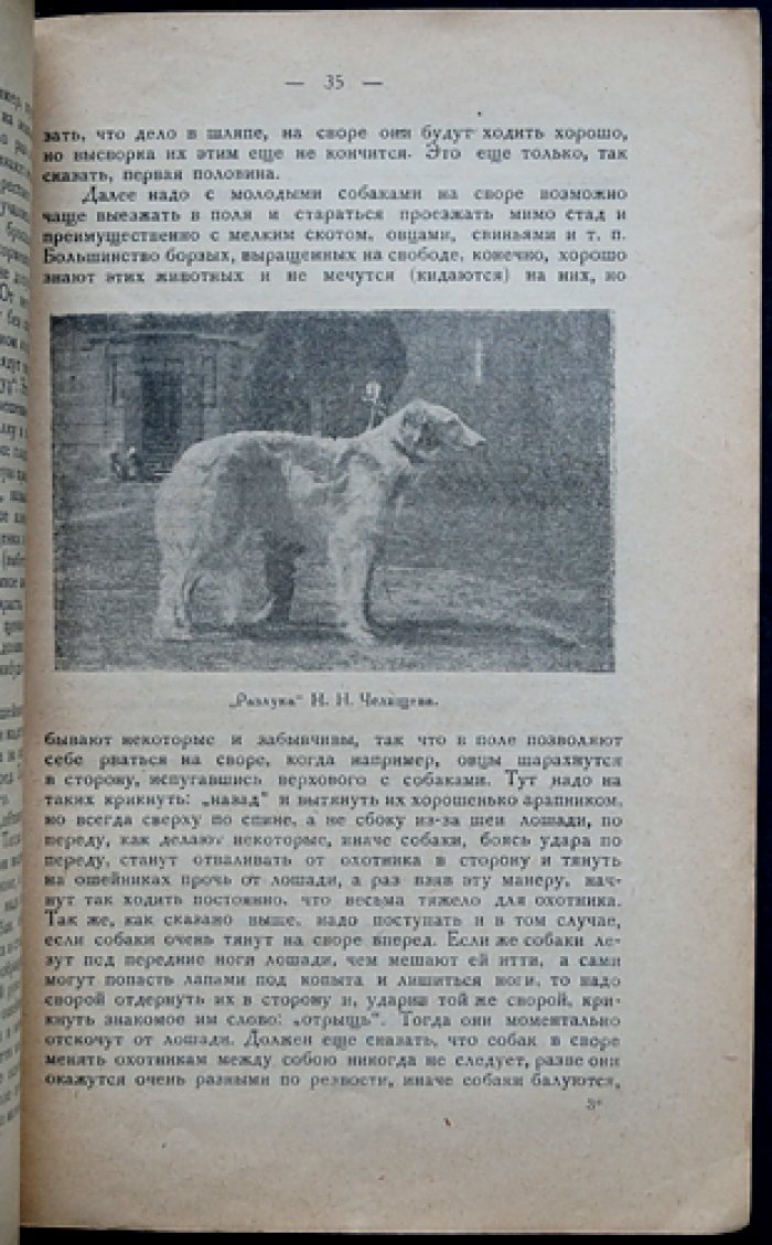 Русская псовая борзая: воспитание и охота с ней